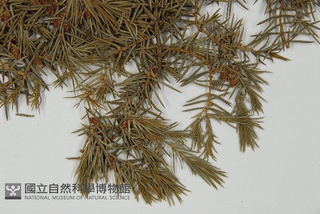 杜松藏品圖，第5張