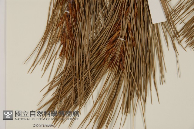 臺灣華山松藏品圖，第5張