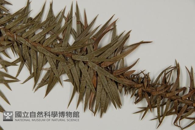 杉木藏品圖，第5張