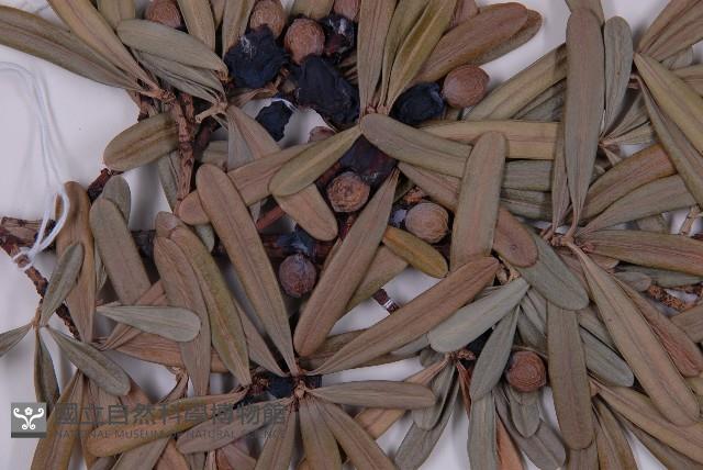 蘭嶼羅漢松藏品圖，第4張