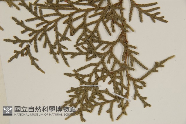 側柏藏品圖，第5張