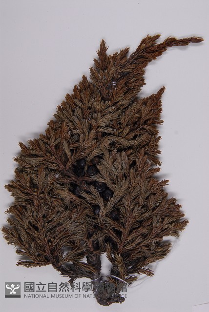 香青藏品圖，第5張