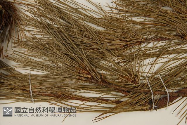 臺灣華山松藏品圖，第5張