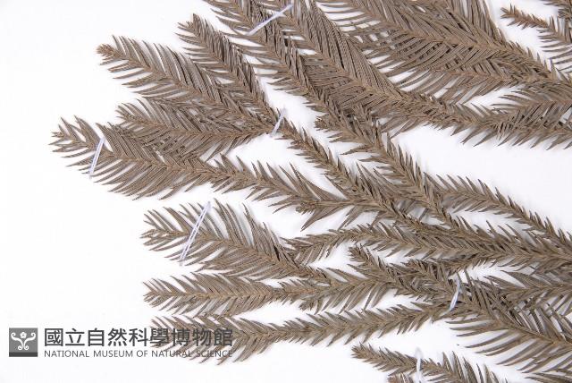 Willow fir Collection Image, Figure 5, Total 5 Figures