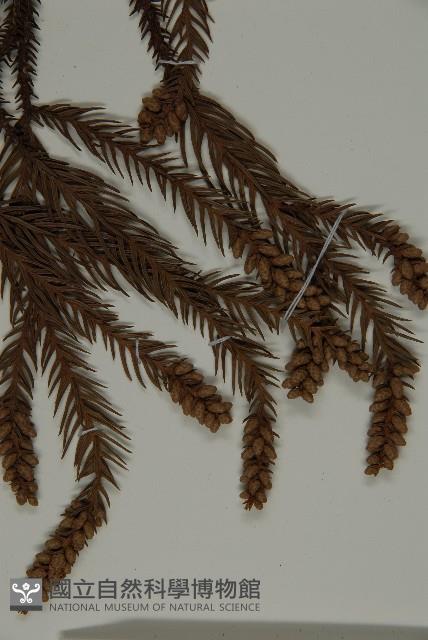 柳杉藏品圖，第5張