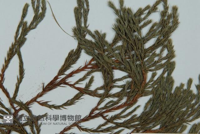 小果垂枝柏藏品圖，第5張