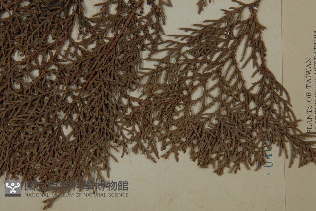 側柏藏品圖，第5張