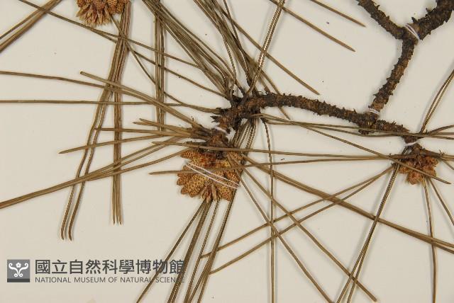 臺灣二葉松藏品圖，第4張