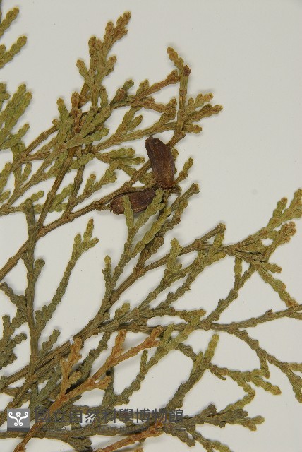 台灣肖楠藏品圖，第5張