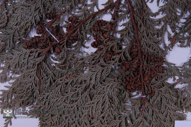 紅檜藏品圖，第5張