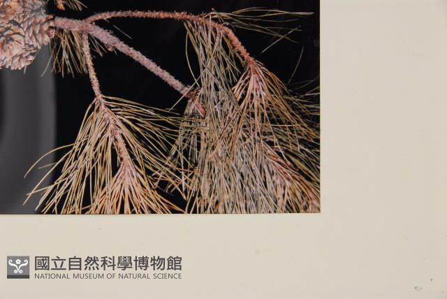 臺灣二葉松藏品圖，第5張