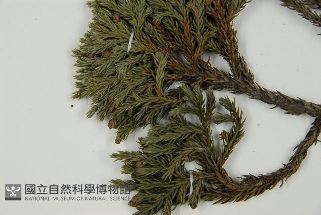 香青藏品圖，第5張