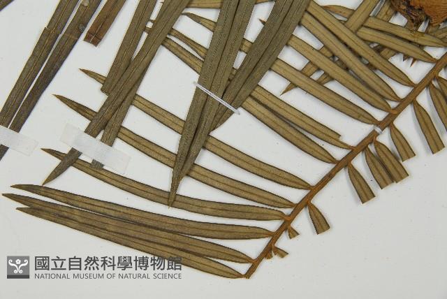 三尖杉藏品圖，第5張