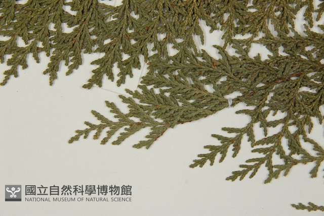 紅檜藏品圖，第5張