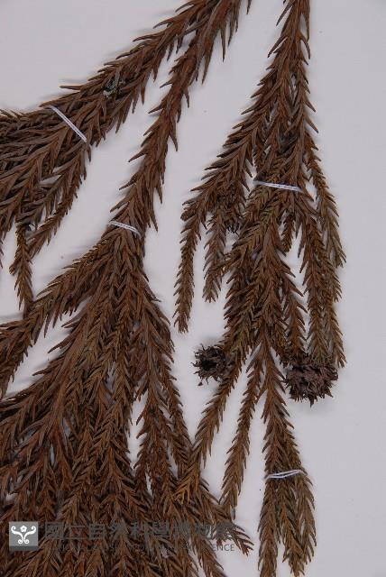 柳杉藏品圖，第5張