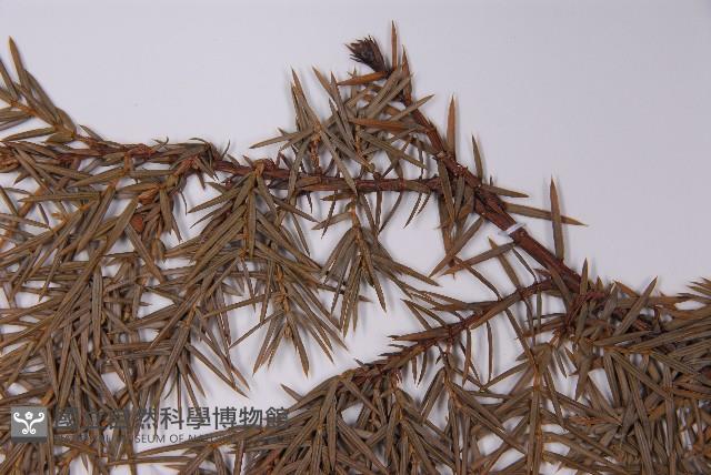 刺柏藏品圖，第5張