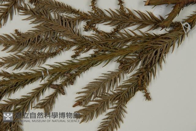 柳杉藏品圖，第5張