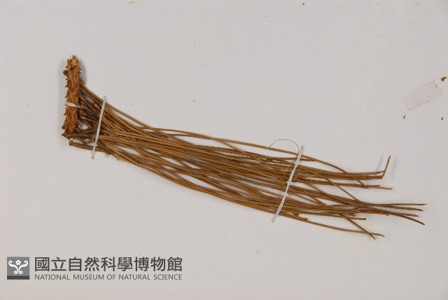 臺灣二葉松藏品圖，第4張