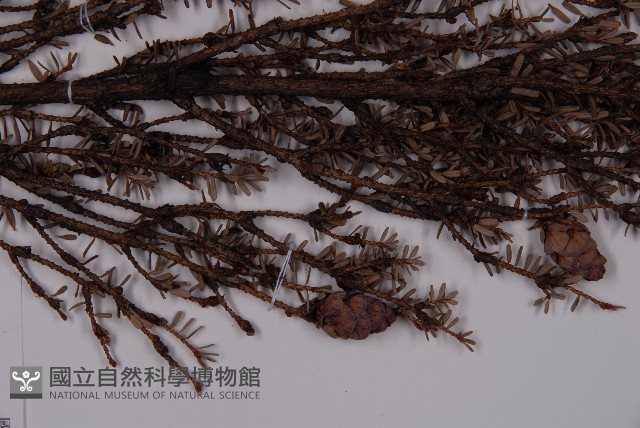 臺灣鐵杉藏品圖，第4張