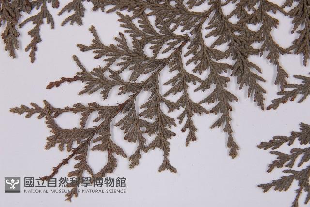 紅檜藏品圖，第5張