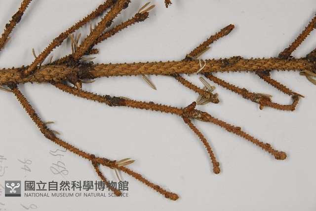 麗江雲杉藏品圖，第5張