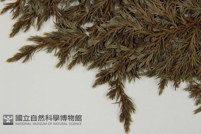 香青藏品圖，第5張