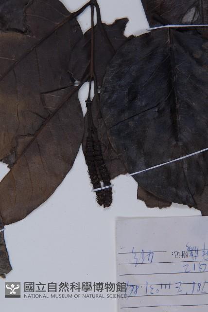 羅浮買麻藤藏品圖，第5張