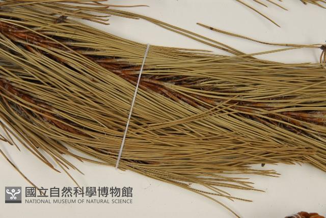 高山松藏品圖，第5張