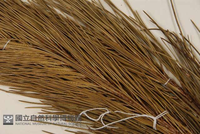 臺灣二葉松藏品圖，第4張