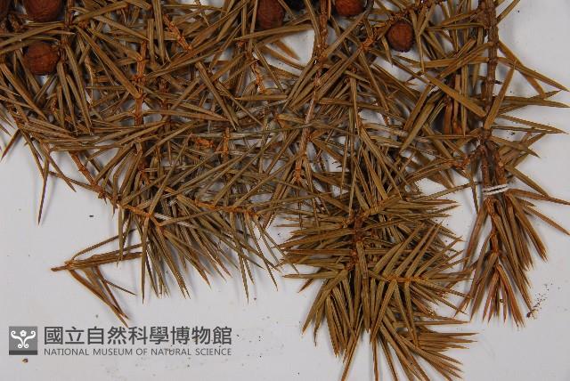 刺柏藏品圖，第5張