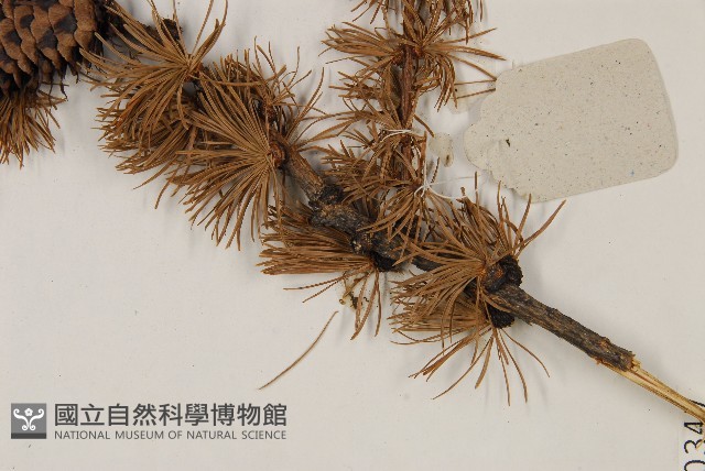 大果紅杉藏品圖，第5張