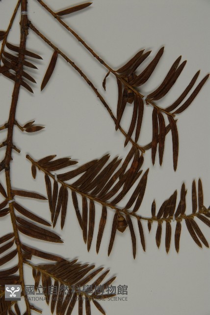 臺灣紅豆杉藏品圖，第5張