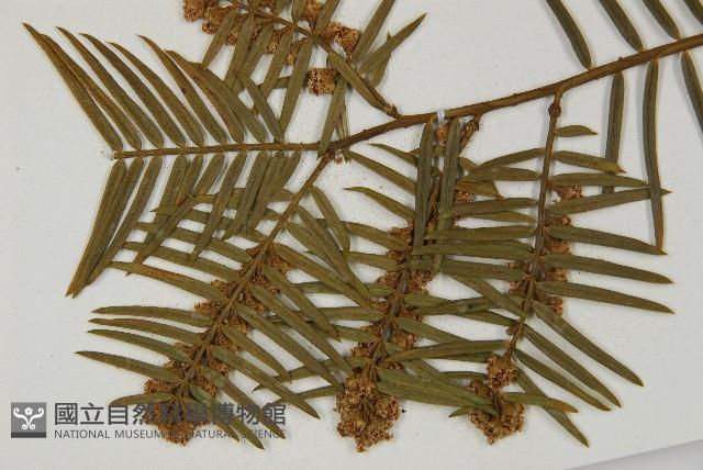 臺灣粗榧、台灣三尖杉藏品圖，第5張