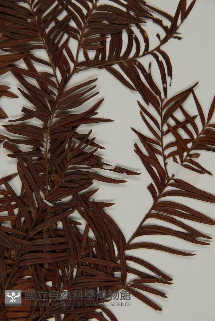 臺灣紅豆杉藏品圖，第5張