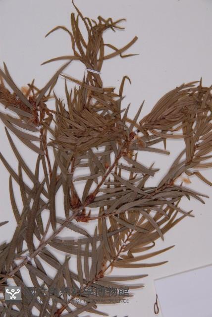 臺灣黃杉藏品圖，第4張