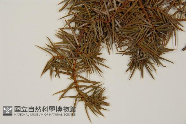 刺柏藏品圖，第5張