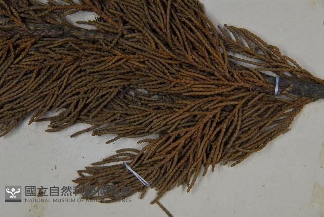 圓柏藏品圖，第5張