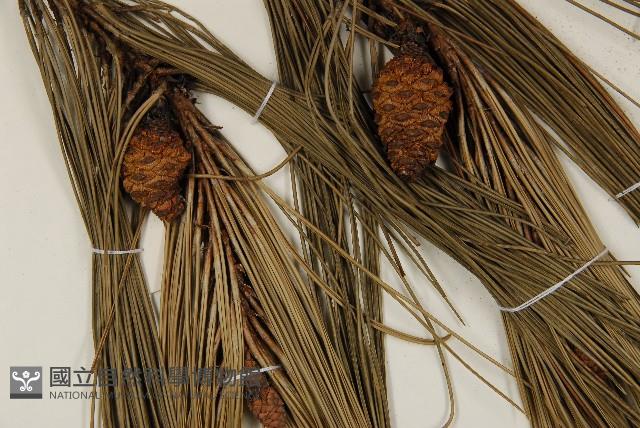 臺灣二葉松藏品圖，第4張