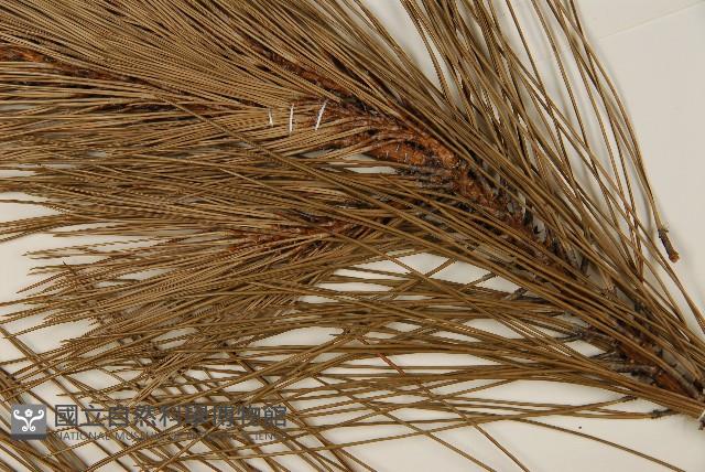 馬尾松藏品圖，第5張