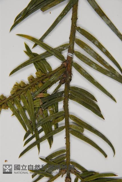 臺灣粗榧、台灣三尖杉藏品圖，第5張