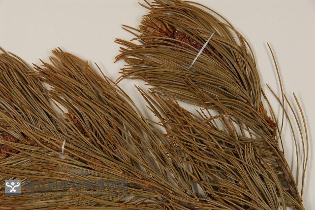 偃松藏品圖，第5張