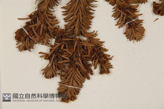 臺灣冷杉藏品圖，第5張