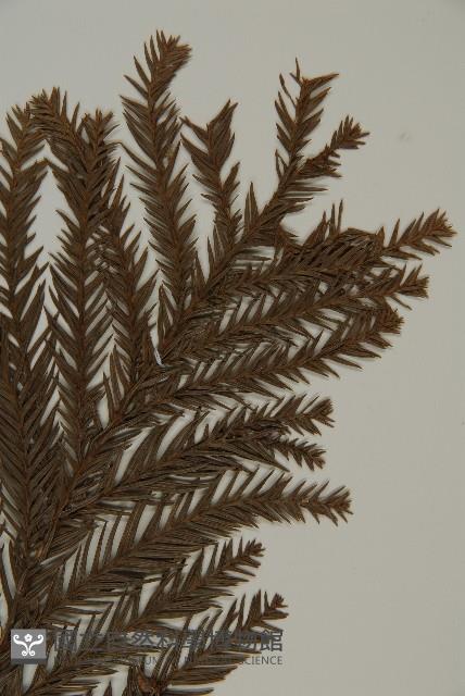 柳杉藏品圖，第5張