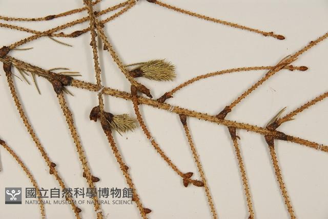 臺灣雲杉藏品圖，第5張