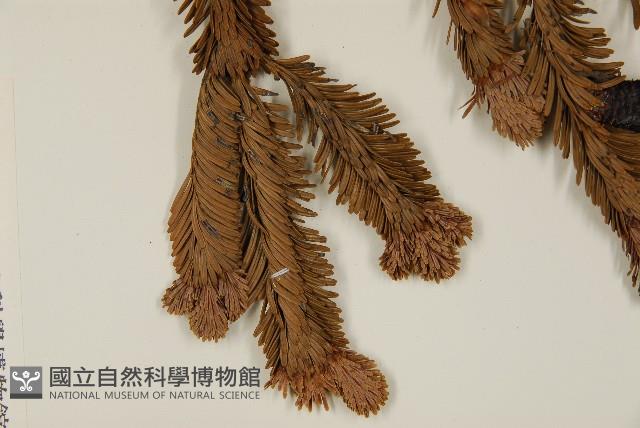 臺灣冷杉藏品圖，第5張