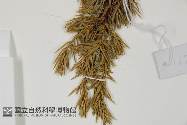 Formosan juniper Collection Image, Figure 5, Total 5 Figures