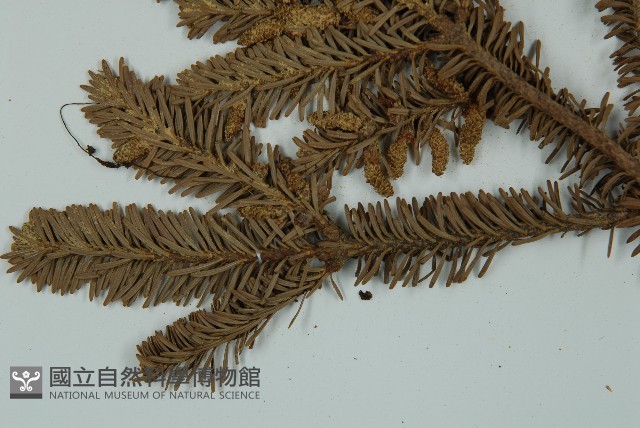 臺灣冷杉藏品圖，第5張