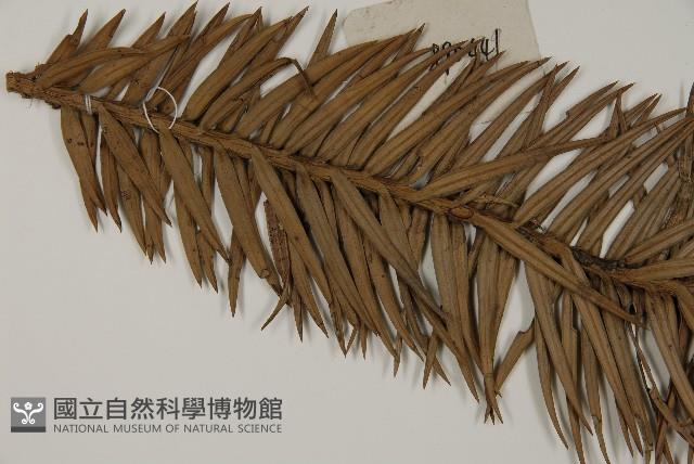 杉木藏品圖，第5張