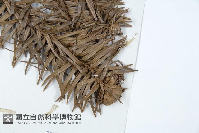 Chinese fir Collection Image, Figure 5, Total 5 Figures