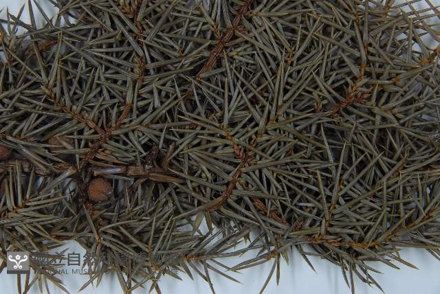 刺柏藏品圖，第5張